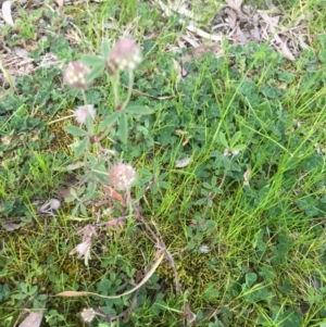 Trifolium arvense var. arvense at O'Connor, ACT - 10 Sep 2021
