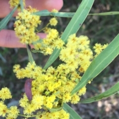 Acacia rubida at Campbell, ACT - 11 Sep 2021