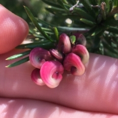 Grevillea rosmarinifolia subsp. rosmarinifolia (Rosemary Grevillea) at Campbell, ACT - 12 Sep 2021 by NedJohnston