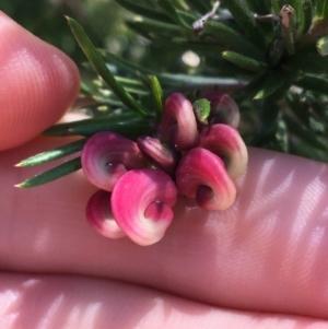 Grevillea rosmarinifolia subsp. rosmarinifolia at Campbell, ACT - 12 Sep 2021 11:01 AM