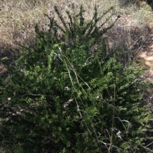 Grevillea rosmarinifolia subsp. rosmarinifolia at Campbell, ACT - 12 Sep 2021