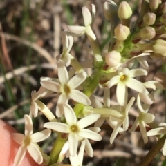 Stackhousia monogyna (Creamy Candles) at Mount Ainslie to Black Mountain - 11 Sep 2021 by Ned_Johnston