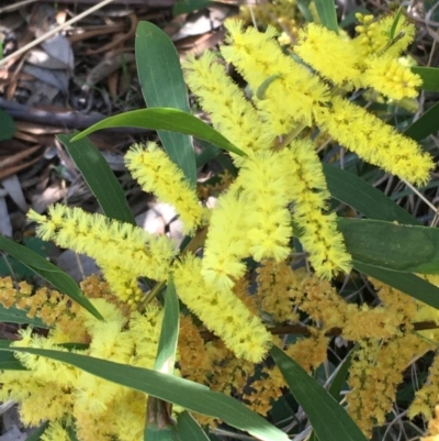 Acacia longifolia subsp. longifolia (sallow or Sydney golden wattle) at Campbell, ACT - 11 Sep 2021 by NedJohnston
