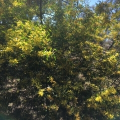 Acacia longifolia subsp. longifolia at Campbell, ACT - 11 Sep 2021
