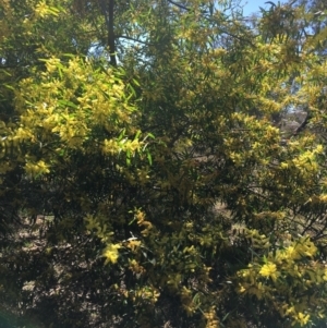 Acacia longifolia subsp. longifolia at Campbell, ACT - 11 Sep 2021 11:06 AM