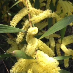 Acacia longifolia subsp. longifolia at Campbell, ACT - 11 Sep 2021 11:06 AM