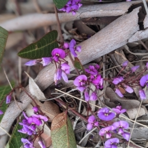 Hardenbergia violacea at Nanima, NSW - 31 Aug 2021
