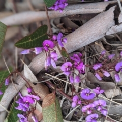 Hardenbergia violacea (False Sarsaparilla) at Nanima, NSW - 31 Aug 2021 by Miko