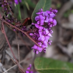 Hardenbergia violacea at Nanima, NSW - 31 Aug 2021 03:24 PM