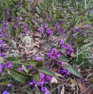 Hardenbergia violacea at Nanima, NSW - 31 Aug 2021