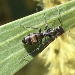 Camponotus aeneopilosus (A Golden-tailed sugar ant) at Campbell, ACT - 11 Sep 2021 by NedJohnston