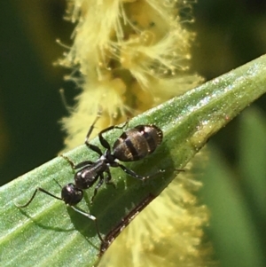 Camponotus aeneopilosus at Campbell, ACT - 11 Sep 2021