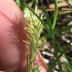 Carex breviculmis (Short-Stem Sedge) at Mount Ainslie to Black Mountain - 11 Sep 2021 by Ned_Johnston