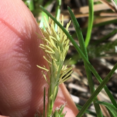 Carex breviculmis (Short-Stem Sedge) at Mount Pleasant - 11 Sep 2021 by Ned_Johnston
