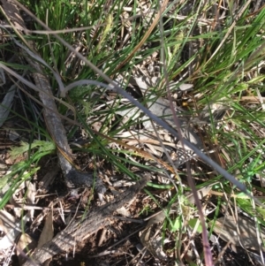 Carex breviculmis at Campbell, ACT - 11 Sep 2021 11:08 AM