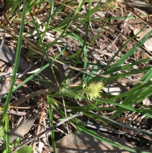 Carex breviculmis at Campbell, ACT - 11 Sep 2021 11:08 AM