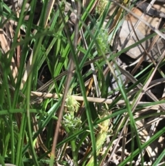 Carex breviculmis at Campbell, ACT - 11 Sep 2021 11:08 AM