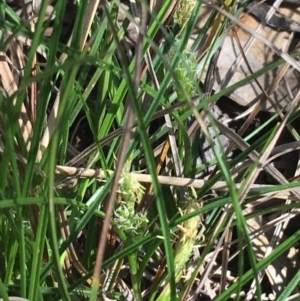 Carex breviculmis at Campbell, ACT - 11 Sep 2021 11:08 AM