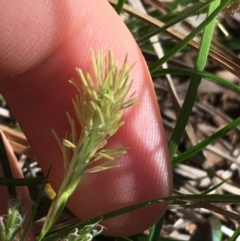 Carex breviculmis at Campbell, ACT - 11 Sep 2021