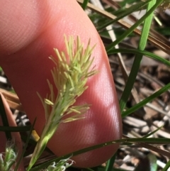 Carex breviculmis at Campbell, ACT - 11 Sep 2021 11:08 AM