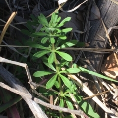 Galium aparine (Goosegrass, Cleavers) at Campbell, ACT - 11 Sep 2021 by NedJohnston