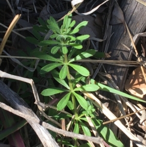 Galium aparine at Campbell, ACT - 11 Sep 2021 11:09 AM