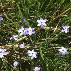 Ipheion uniflorum at Campbell, ACT - 11 Sep 2021