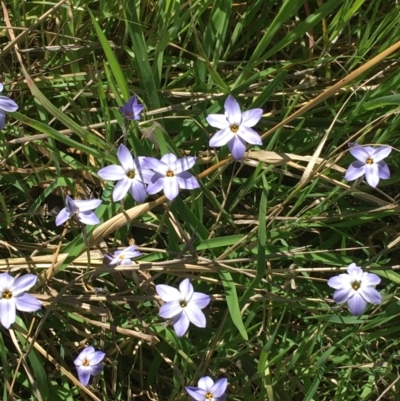 Ipheion uniflorum (Spring Star-flower) at Mount Pleasant - 11 Sep 2021 by Ned_Johnston