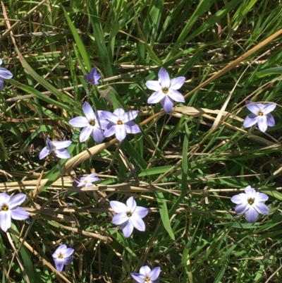 Ipheion uniflorum (Spring Star-flower) at Mount Ainslie to Black Mountain - 11 Sep 2021 by NedJohnston