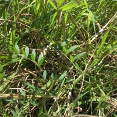 Vicia sp. (A Vetch) at Campbell, ACT - 11 Sep 2021 by NedJohnston