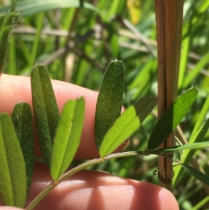 Vicia sp. at Campbell, ACT - 11 Sep 2021