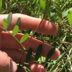 Vicia sp. at Campbell, ACT - 11 Sep 2021