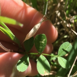 Vicia sp. at Campbell, ACT - 11 Sep 2021