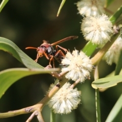 Polistes (Polistella) humilis (Common Paper Wasp) at Wodonga - 10 Sep 2021 by Kyliegw