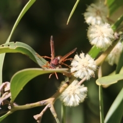 Polistes (Polistella) humilis at Killara, VIC - 11 Sep 2021