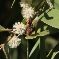 Polistes (Polistella) humilis at Killara, VIC - 11 Sep 2021 09:58 AM