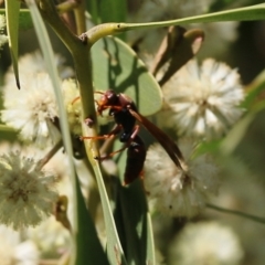 Polistes (Polistella) humilis at Killara, VIC - 11 Sep 2021 09:58 AM