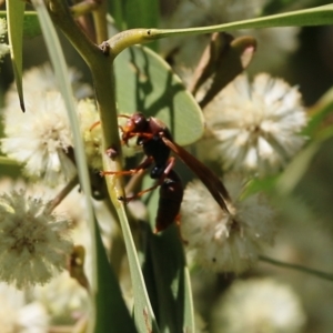 Polistes (Polistella) humilis at Killara, VIC - 11 Sep 2021