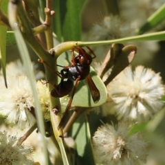 Polistes (Polistella) humilis at Killara, VIC - 11 Sep 2021