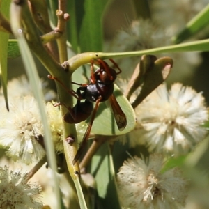 Polistes (Polistella) humilis at Killara, VIC - 11 Sep 2021