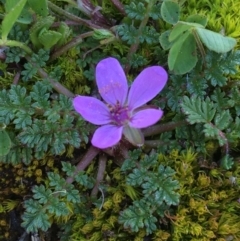 Erodium cicutarium (Common Storksbill, Common Crowfoot) at Mount Ainslie to Black Mountain - 11 Sep 2021 by Ned_Johnston