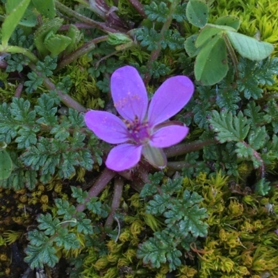 Erodium cicutarium (Common Storksbill, Common Crowfoot) at Campbell, ACT - 11 Sep 2021 by NedJohnston