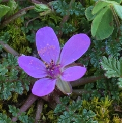 Erodium cicutarium at Campbell, ACT - 11 Sep 2021