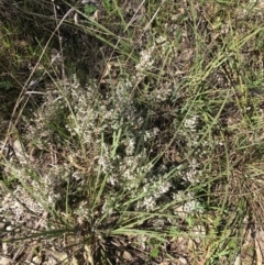 Cryptandra amara (Bitter Cryptandra) at Campbell, ACT - 11 Sep 2021 by NedJohnston