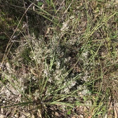 Cryptandra amara (Bitter Cryptandra) at Campbell, ACT - 11 Sep 2021 by NedJohnston