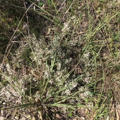 Cryptandra amara (Bitter Cryptandra) at Mount Pleasant - 11 Sep 2021 by Ned_Johnston