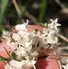 Cryptandra amara at Campbell, ACT - 11 Sep 2021 11:17 AM