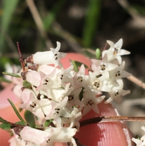 Cryptandra amara at Campbell, ACT - 11 Sep 2021