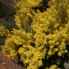Acacia boormanii (Snowy River Wattle) at Campbell, ACT - 11 Sep 2021 by NedJohnston
