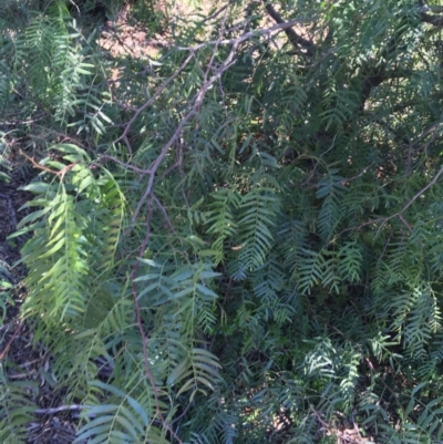 Schinus molle (Pepper Tree) at Mount Ainslie to Black Mountain - 11 Sep 2021 by NedJohnston